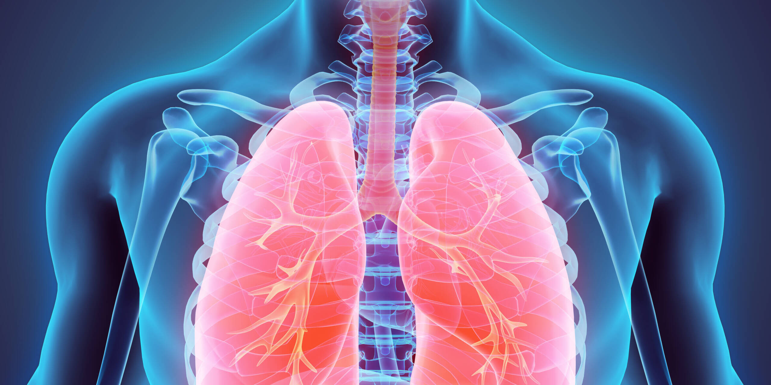 3D illustration of Lungs - Part of Human Organic.