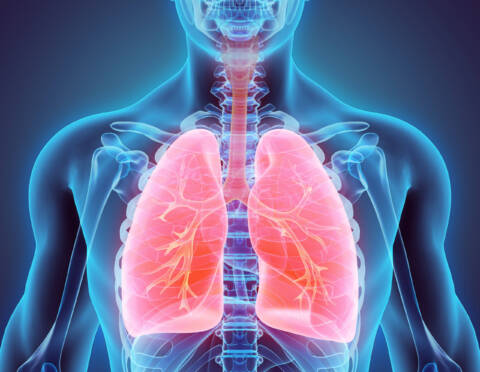 3D illustration of Lungs - Part of Human Organic.