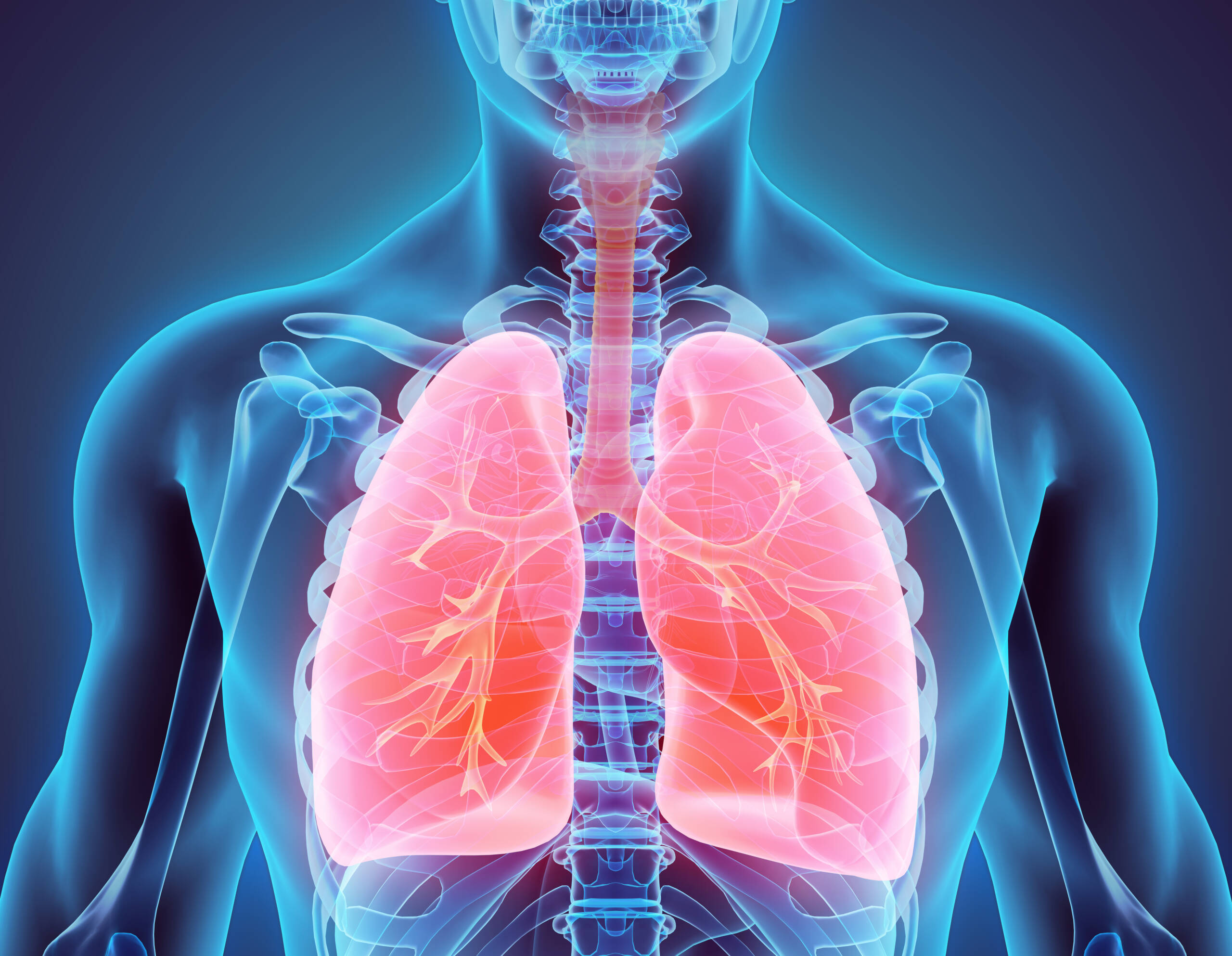 respiratory system 3D illustration of Lungs - Part of Human Organic.