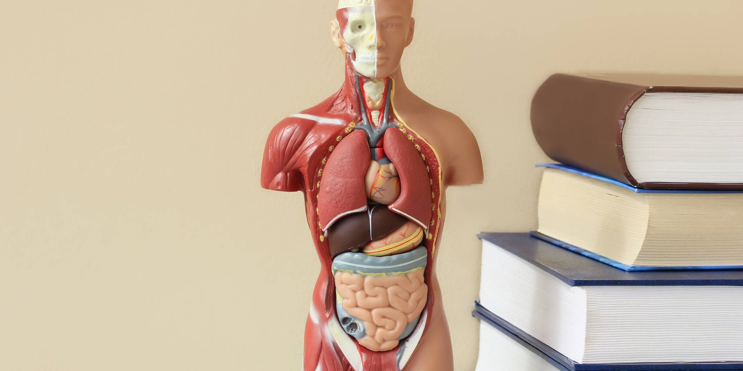 Anatomical model of the human body on the table in the office human biology in a class